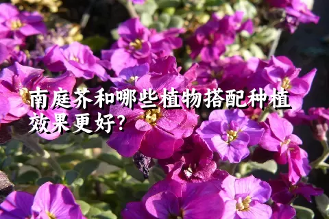 南庭芥和哪些植物搭配种植效果更好？