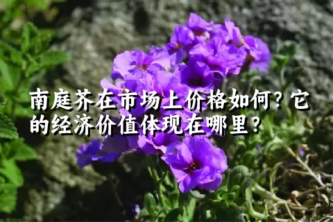 南庭芥在市场上价格如何？它的经济价值体现在哪里？