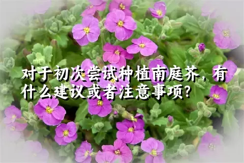 对于初次尝试种植南庭芥，有什么建议或者注意事项？