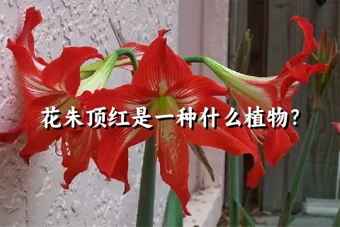 花朱顶红是一种什么植物？