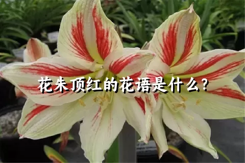 花朱顶红的花语是什么？