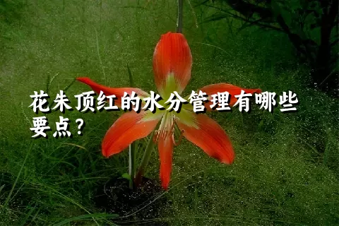 花朱顶红的水分管理有哪些要点？