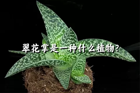 翠花掌是一种什么植物？