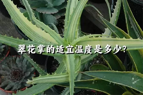 翠花掌的适宜温度是多少？