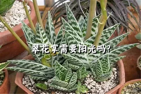 翠花掌需要阳光吗？