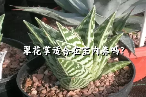 翠花掌适合在室内养吗？