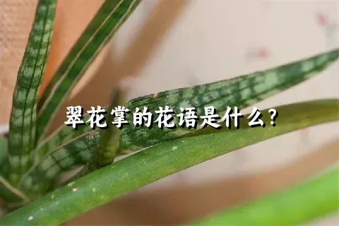 翠花掌的花语是什么？