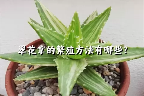 翠花掌的繁殖方法有哪些？