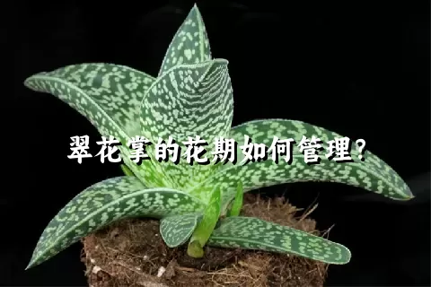 翠花掌的花期如何管理？