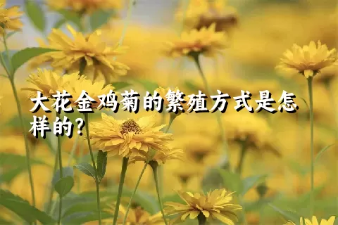 大花金鸡菊的繁殖方式是怎样的？