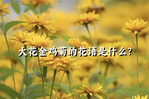 大花金鸡菊的花语是什么？