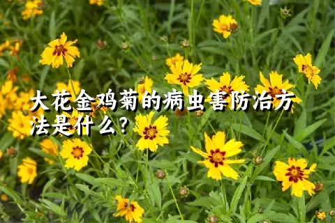 大花金鸡菊的病虫害防治方法是什么？