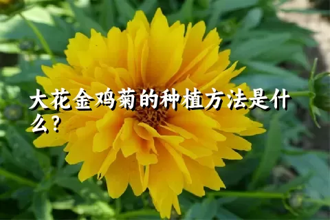 大花金鸡菊的种植方法是什么？