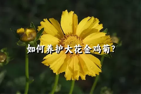 如何养护大花金鸡菊？