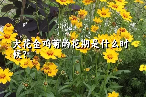 大花金鸡菊的花期是什么时候？