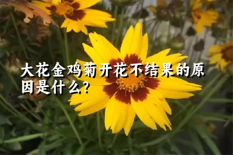 大花金鸡菊开花不结果的原因是什么？