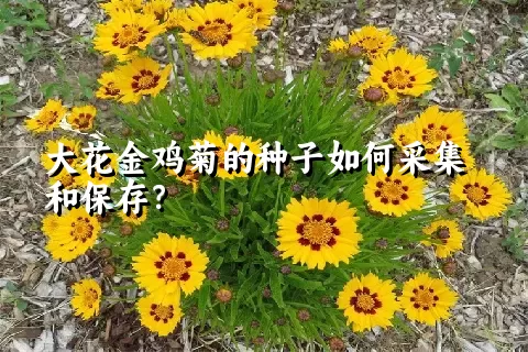 大花金鸡菊的种子如何采集和保存？