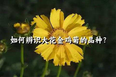 如何辨识大花金鸡菊的品种？