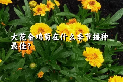 大花金鸡菊在什么季节播种最佳？