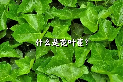 什么是花叶蔓？