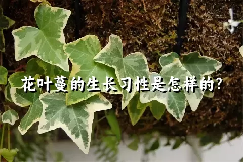 花叶蔓的生长习性是怎样的？