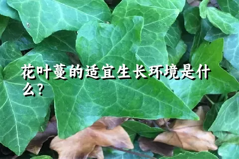 花叶蔓的适宜生长环境是什么？