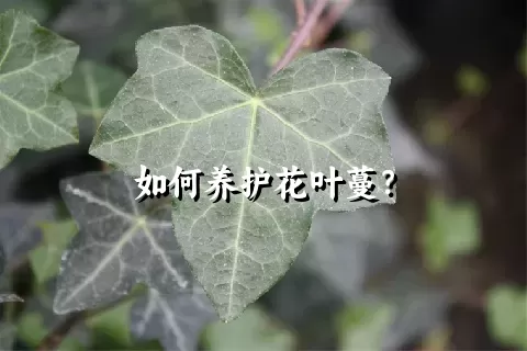 如何养护花叶蔓？