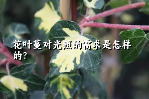 花叶蔓对光照的需求是怎样的？