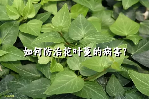 如何防治花叶蔓的病害？