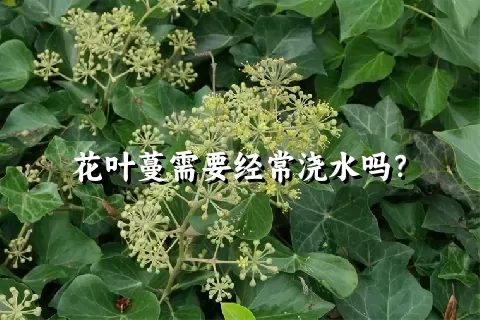 花叶蔓需要经常浇水吗？