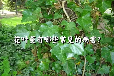 花叶蔓有哪些常见的病害？