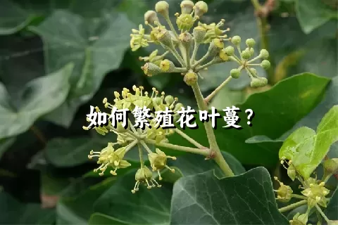 如何繁殖花叶蔓？