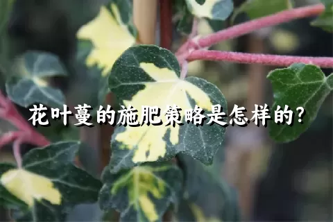 花叶蔓的施肥策略是怎样的？