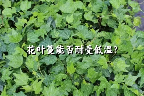 花叶蔓能否耐受低温？