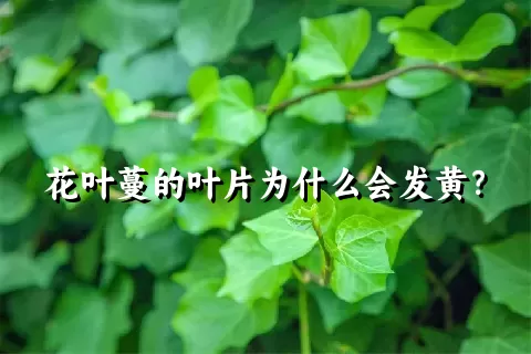 花叶蔓的叶片为什么会发黄？