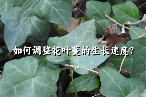 如何调整花叶蔓的生长速度？