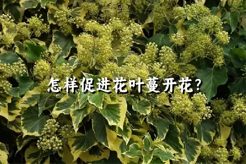 怎样促进花叶蔓开花？