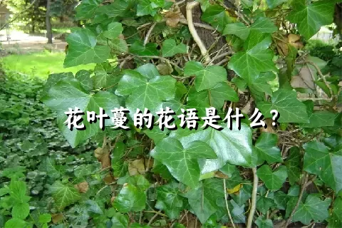 花叶蔓的花语是什么？