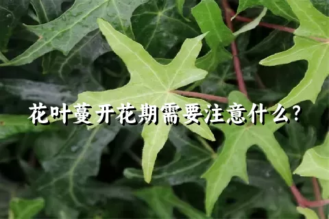 花叶蔓开花期需要注意什么？