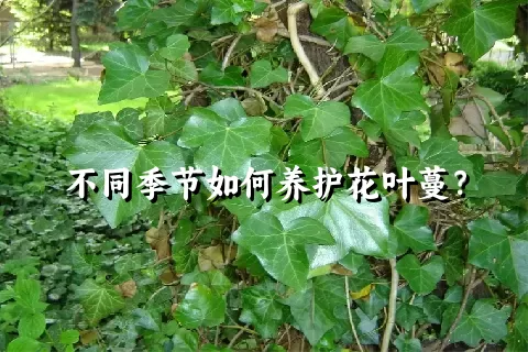 不同季节如何养护花叶蔓？