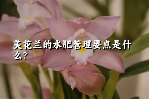 美花兰的水肥管理要点是什么？