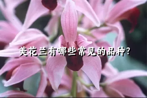 美花兰有哪些常见的品种？