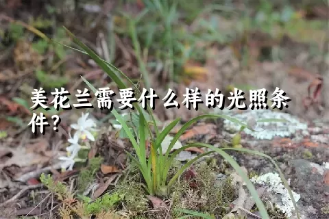 美花兰需要什么样的光照条件？