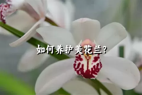 如何养护美花兰？