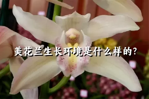 美花兰生长环境是什么样的？