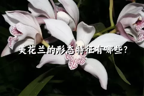 美花兰的形态特征有哪些？