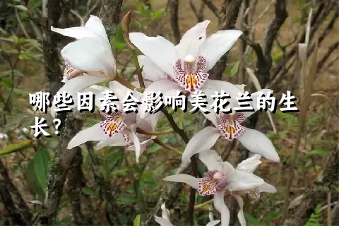 哪些因素会影响美花兰的生长？