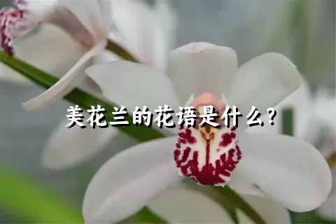 美花兰的花语是什么？