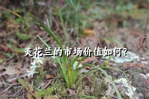 美花兰的市场价值如何？