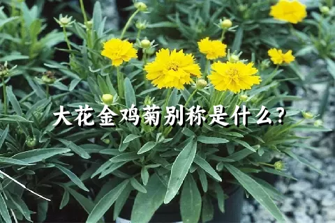 大花金鸡菊别称是什么？